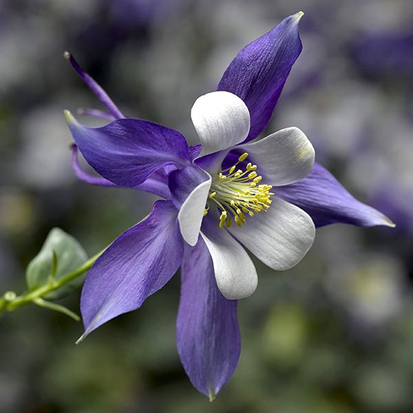 Blau Weiß Akelei Coerulea Blumensamen zur Aussaat – Drought verträglich – Traditionssorte & ohne Gentechnik Samen Hausgarten
