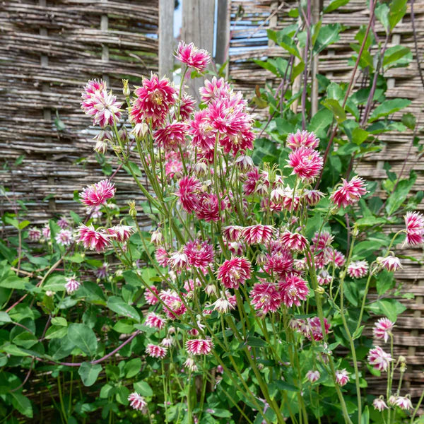 Nora Barlow Blumensamen zur Aussaat Anzucht Traditionssorte & ohne Gentechnik Samen Hausgarten