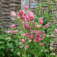 Nora Barlow Blumensamen zur Aussaat Anzucht Traditionssorte & ohne Gentechnik Samen Hausgarten