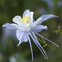 Akelei Blumensamen zur Aussaat – Garten beliebt – Traditionssorte & ohne Gentechnik Samen Hausgarten