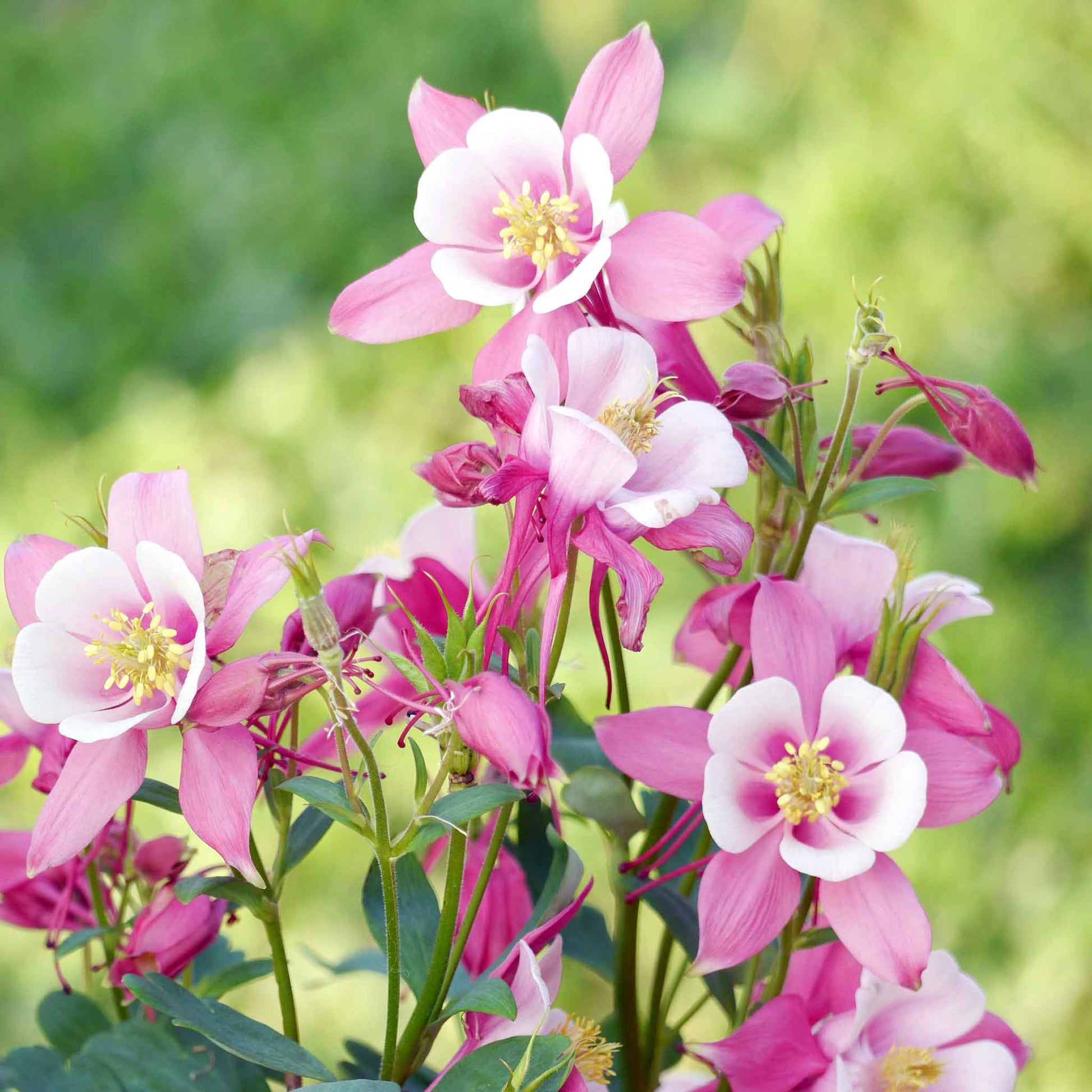 Weiß Rosa Akelei Blumensamen zur Aussaat – leuchtend Blüten – Traditionssorte & ohne Gentechnik Samen Hausgarten