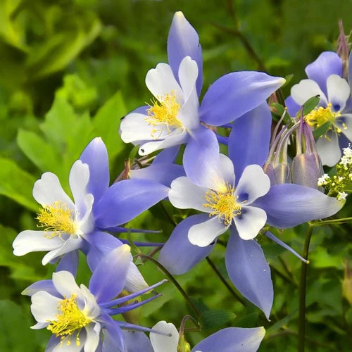 Himmelblau Columbine Blumensamen zur Aussaat ideal Rabatten Traditionssorte & ohne Gentechnik Samen Hausgarten