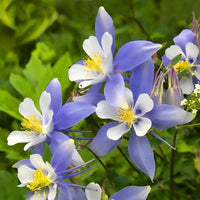 Himmelblau Columbine Blumensamen zur Aussaat ideal Rabatten Traditionssorte & ohne Gentechnik Samen Hausgarten
