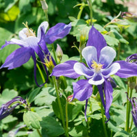 Lila Columbines Blumensamen zur Aussaat leuchtend Blüten Traditionssorte & ohne Gentechnik Samen Hausgarten