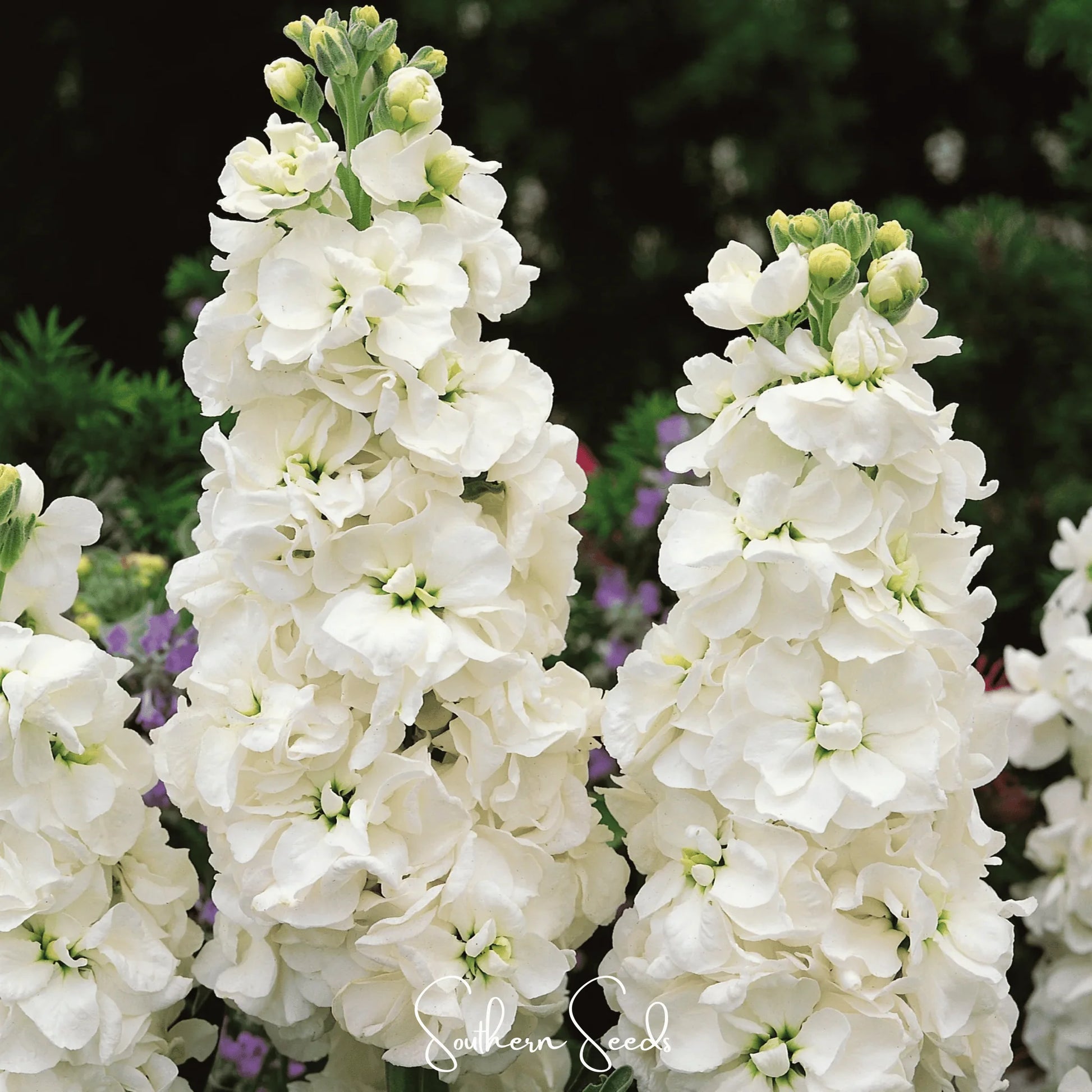 Weiß Levkoje Incana Blumensamen zur Aussaat – Bestäuber freundlich – Traditionssorte & ohne Gentechnik Samen Hausgarten