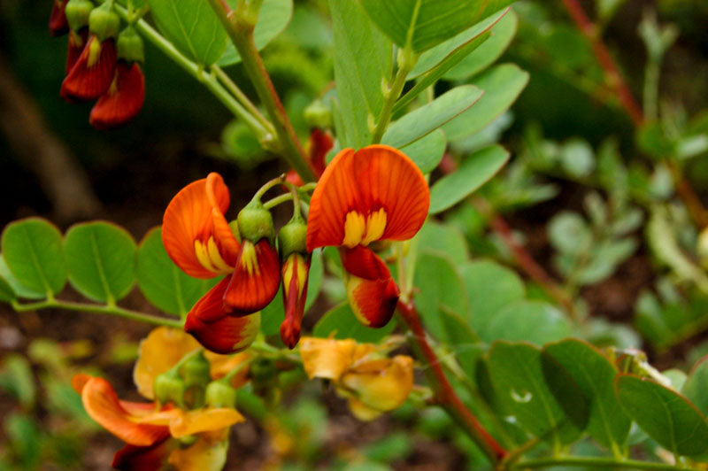 Colutea arborescens gelb blume samen
