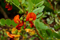 Colutea arborescens gelb blume samen
