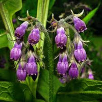 Close-up of Comfrey leaves in Kraut Garten