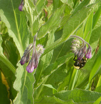Comfrey large textured foliage grown from Samen