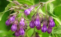 Comfrey Samen for Aussaat in herbal gardens