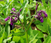 Comfrey Samen Symphytum officinale purple bell Blumen