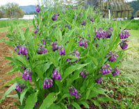 Comfrey Symphytum officinale heirloom Samen