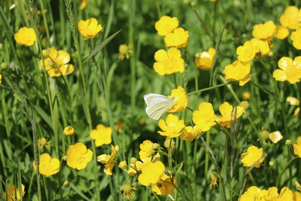 Meadow Buttercup Blumensamen zur Aussaat Halbschatten verträglich Traditionssorte & ohne Gentechnik Samen Hausgarten
