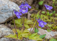 Butterwort Samen zur Aussaat: zur eigenen Anzucht von Blume Pflanzen