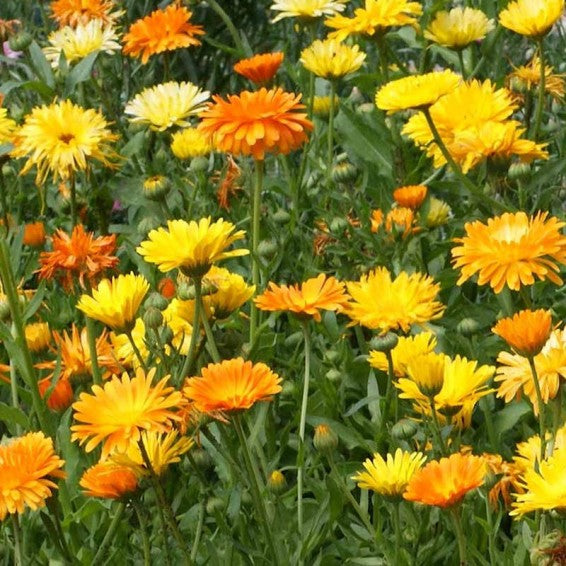 Common Calendula Garten border grown from Samen