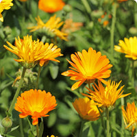 Common Calendula Samen Calendula officinalis orange yellow Blumen
