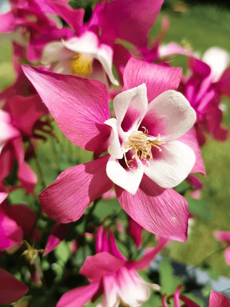 Akelei Blumensamen zur Aussaat pflegeleicht Traditionssorte & ohne Gentechnik Samen Hausgarten