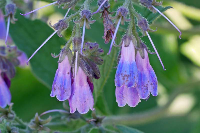 Comfrey Blumensamen zur Aussaat mehrjährig Garten Blüten