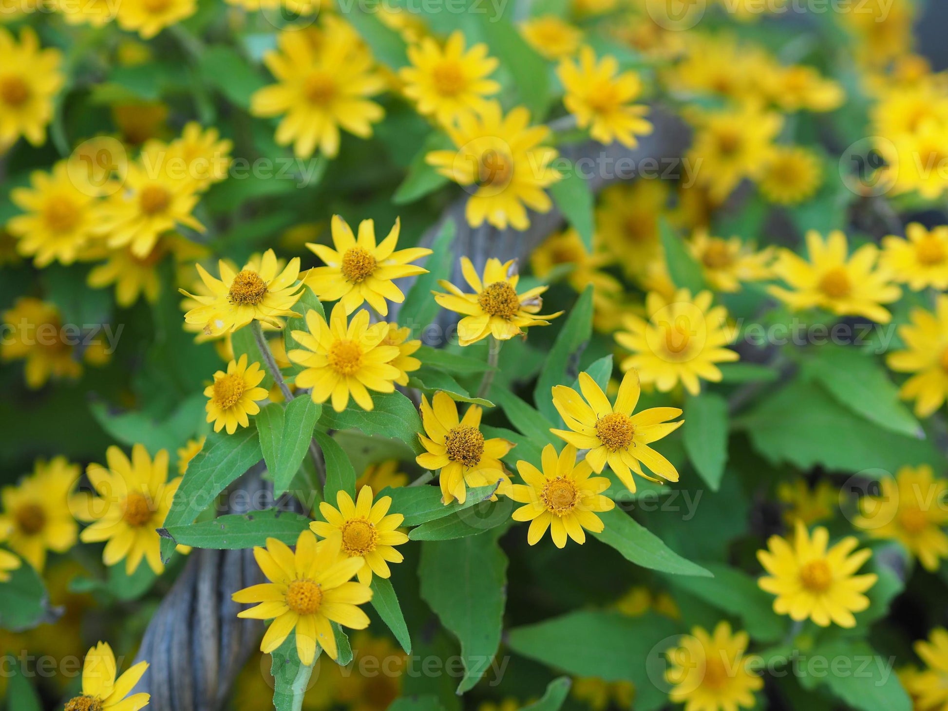 hell Gelb Bellis Perennis Blumensamen zur Aussaat farbenfroh Schau Traditionssorte & ohne Gentechnik Samen Hausgarten