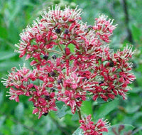Common Henna Samen Lawsonia inermis
