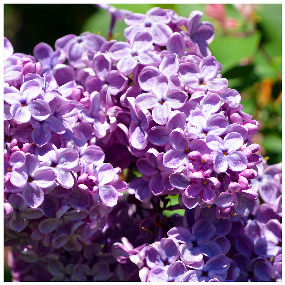 Lila duftend Blumensamen zur Aussaat – kompakt Wuchs – Traditionssorte & ohne Gentechnik Samen Hausgarten