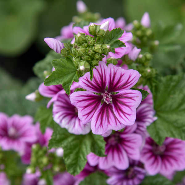 Common Mallow Blumen from Samen attracting pollinators