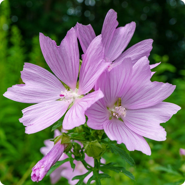 Common Mallow Samen Malva sylvestris pink purple Blumen