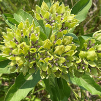 Asclepias blume samen for anpflanzung fragrant blossoms heirloom & gmo free samen for home garten 
 
 sale for anpflanzung in home garten