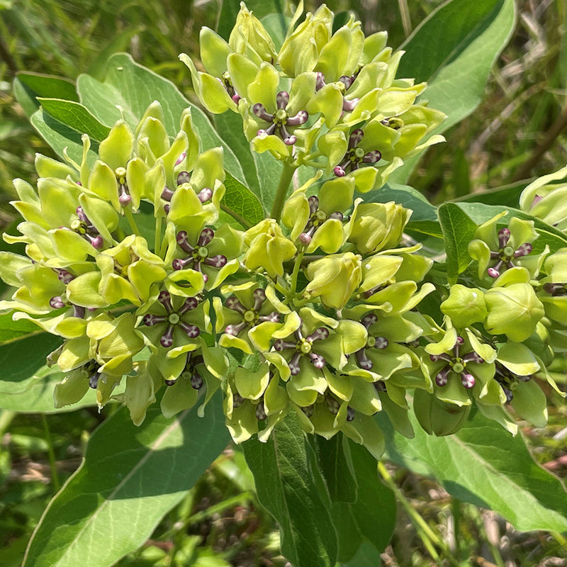 Asclepias blume samen for anpflanzung fragrant blossoms heirloom & gmo free samen for home garten 
 
 sale for anpflanzung in home garten