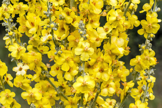 Common Mullein Samen Verbascum thapsus