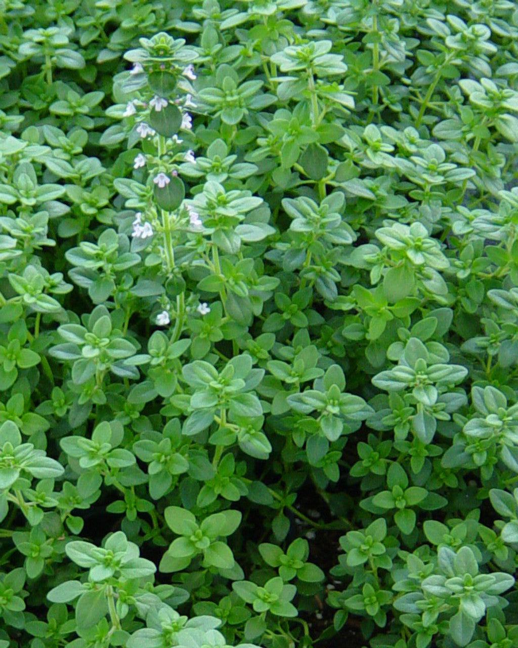 Common Thyme groundcover in rock Garten grown from Samen