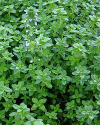 Common Thyme groundcover in rock Garten grown from Samen