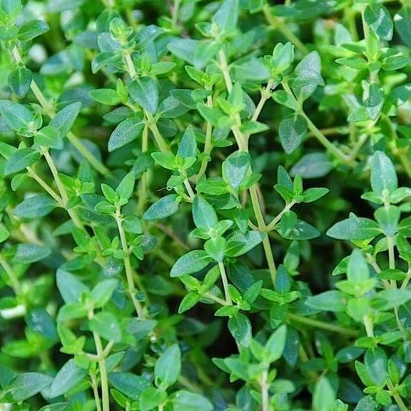 Common Thyme Samen Thymus vulgaris pollinator groundcover