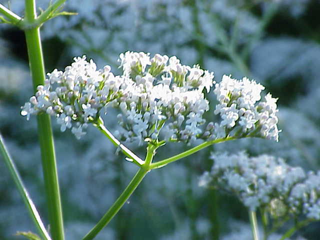 Common Valerian perennial grown from Samen in meadow border