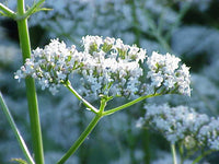 Common Valerian perennial grown from Samen in meadow border
