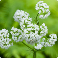 Common Valerian Samen Valeriana officinalis pink white Blumen