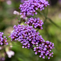 Common Vervain Samen thriving in meadow and wildflower gardens