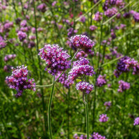 Pink and purple Vervain blooms grown from high-Qualität Samen