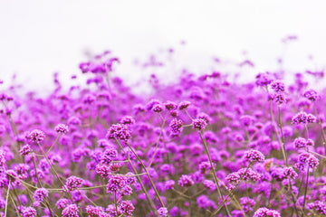 Common Vervain Samen Verbena officinalis producing pink purple Blume spikes