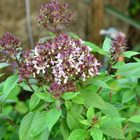 Compact basil Pflanze in pot for Zuhause kitchen use