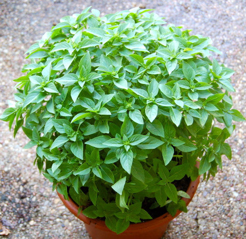 Compact rounded Fino Verde Basil edging a sunny Kraut Garten