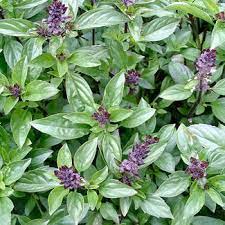 Cinnamon Basil Pflanzen from Samen thriving in Garten containers