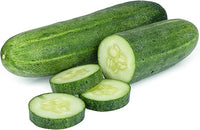 Compact cucumber pflanze samen für containers