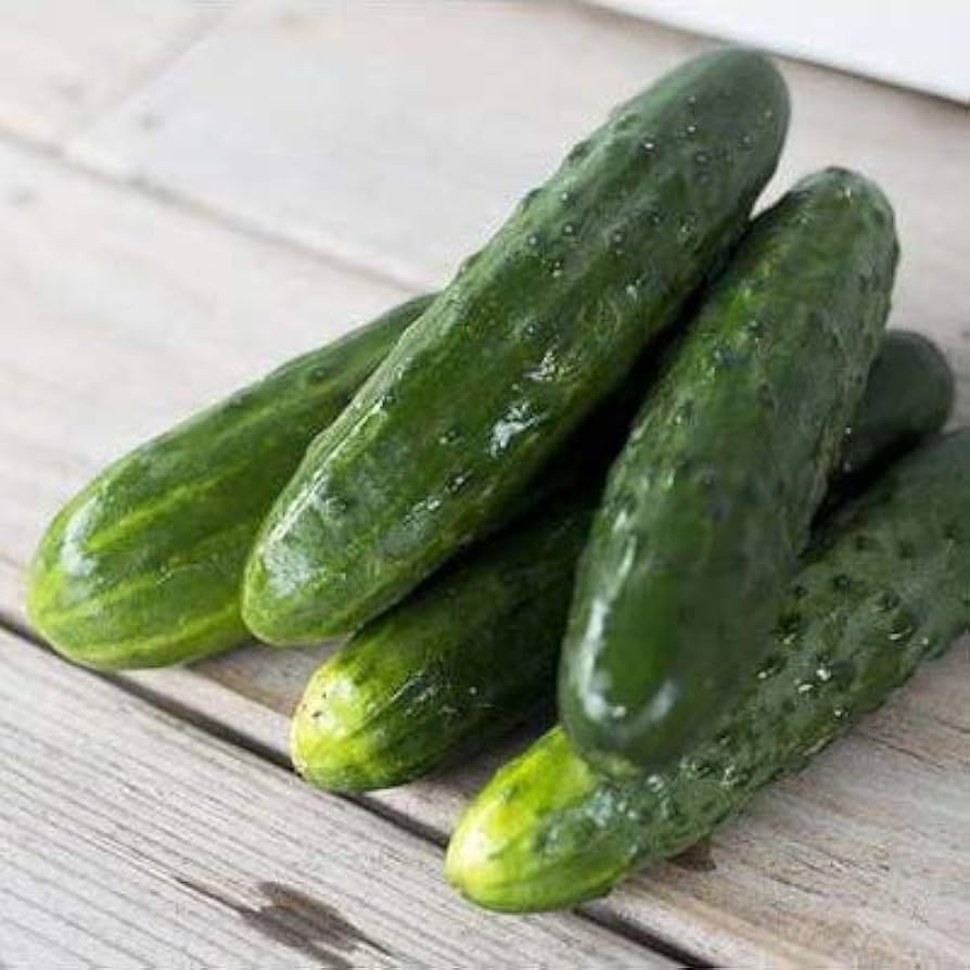 Compact cucumber pflanzen gezogen aus spacemaster samen