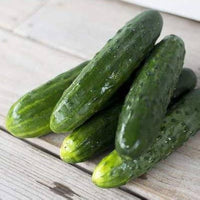 Compact cucumber pflanzen gezogen aus spacemaster samen