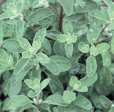 Sweet Marjoram Pflanze thriving in sunny outdoor Garten