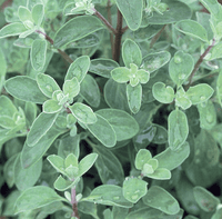 Sweet Marjoram Pflanze thriving in sunny outdoor Garten