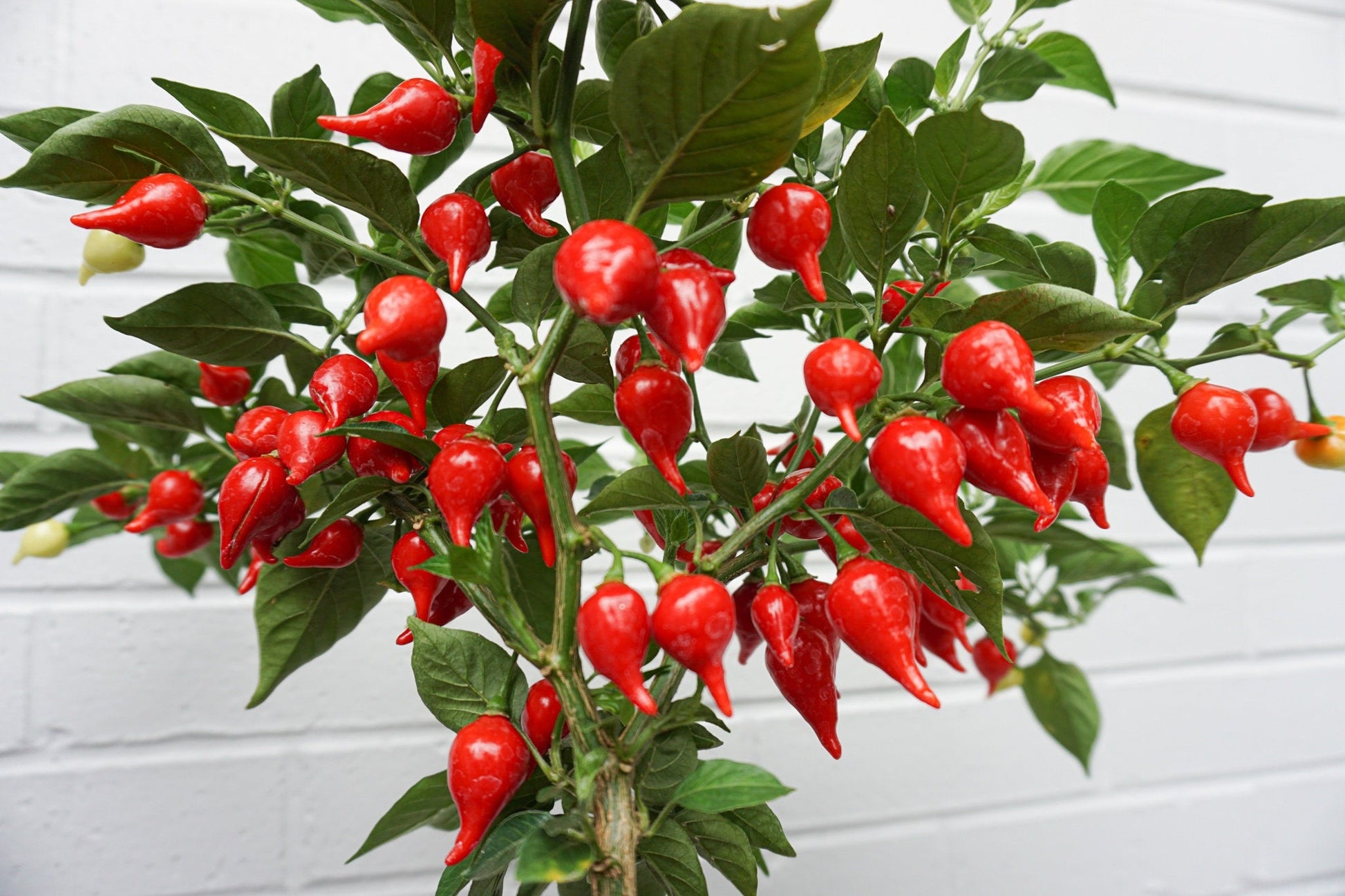 Compact pearl pepper samen für einfachen garten wachsend