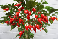 Compact pearl pepper samen für einfachen garten wachsend