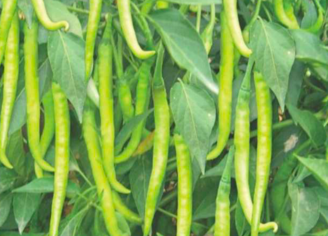 Compact süße pepper samen für small-space gardens